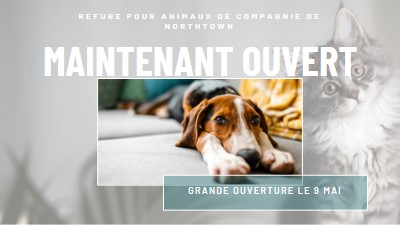 Chats et chiens gray modern-simple