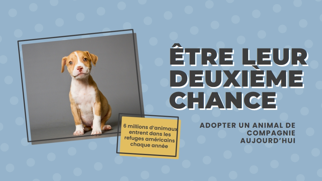 Chiot de la deuxième chance blue modern-bold