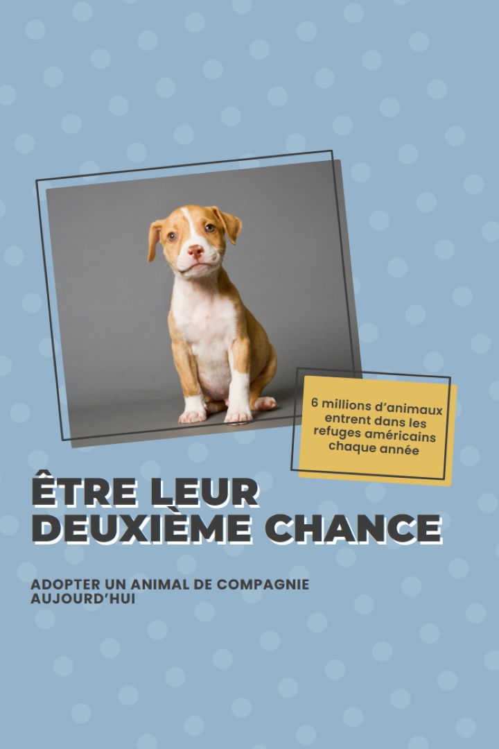 Chiot de la deuxième chance blue modern-bold