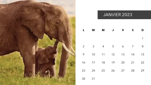 Calendrier photo d’animaux mignons modern-simple