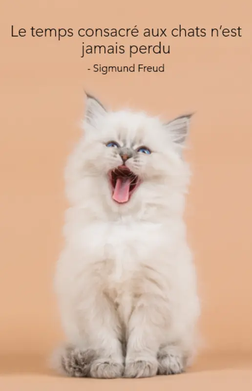 Poster de chat orange modern-simple