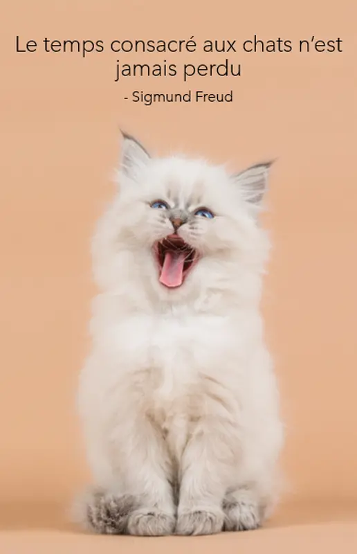 Poster de chat modern-simple