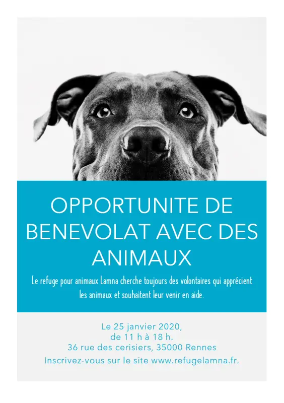 Prospectus d’opportunité de bénévolat avec des animaux de compagnie blue modern-simple