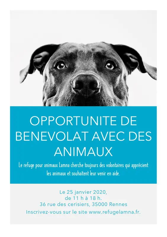 Prospectus d’opportunité de bénévolat avec des animaux de compagnie modern-simple