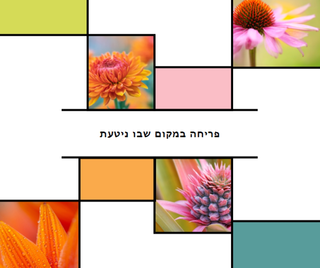 פריחה במקום שבו ניטעת white modern-geo-&-linear