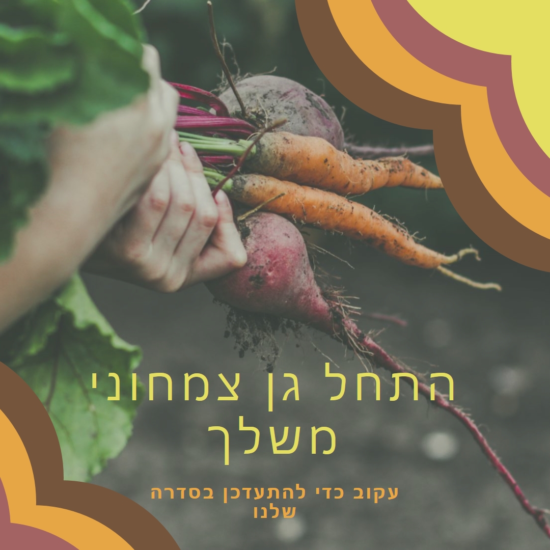 חיים סותרו orange vintage-retro