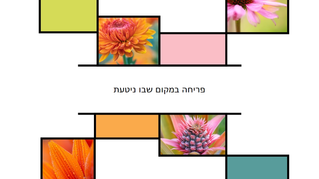 פריחה במקום שבו ניטעת white modern-geo-&-linear