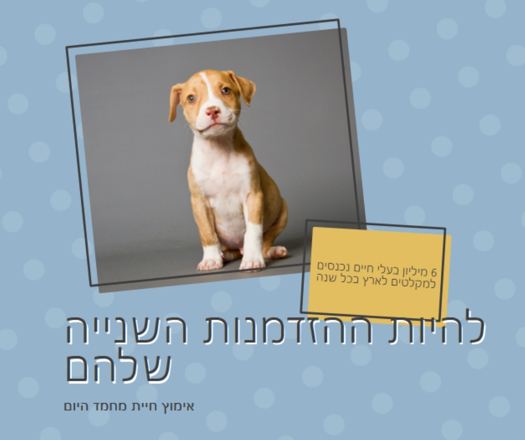 גור הזדמנות שנייה blue modern-bold