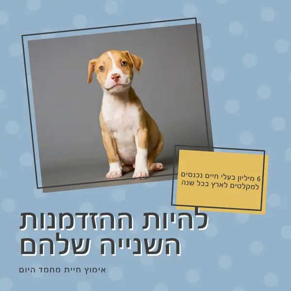 גור הזדמנות שנייה blue modern-bold