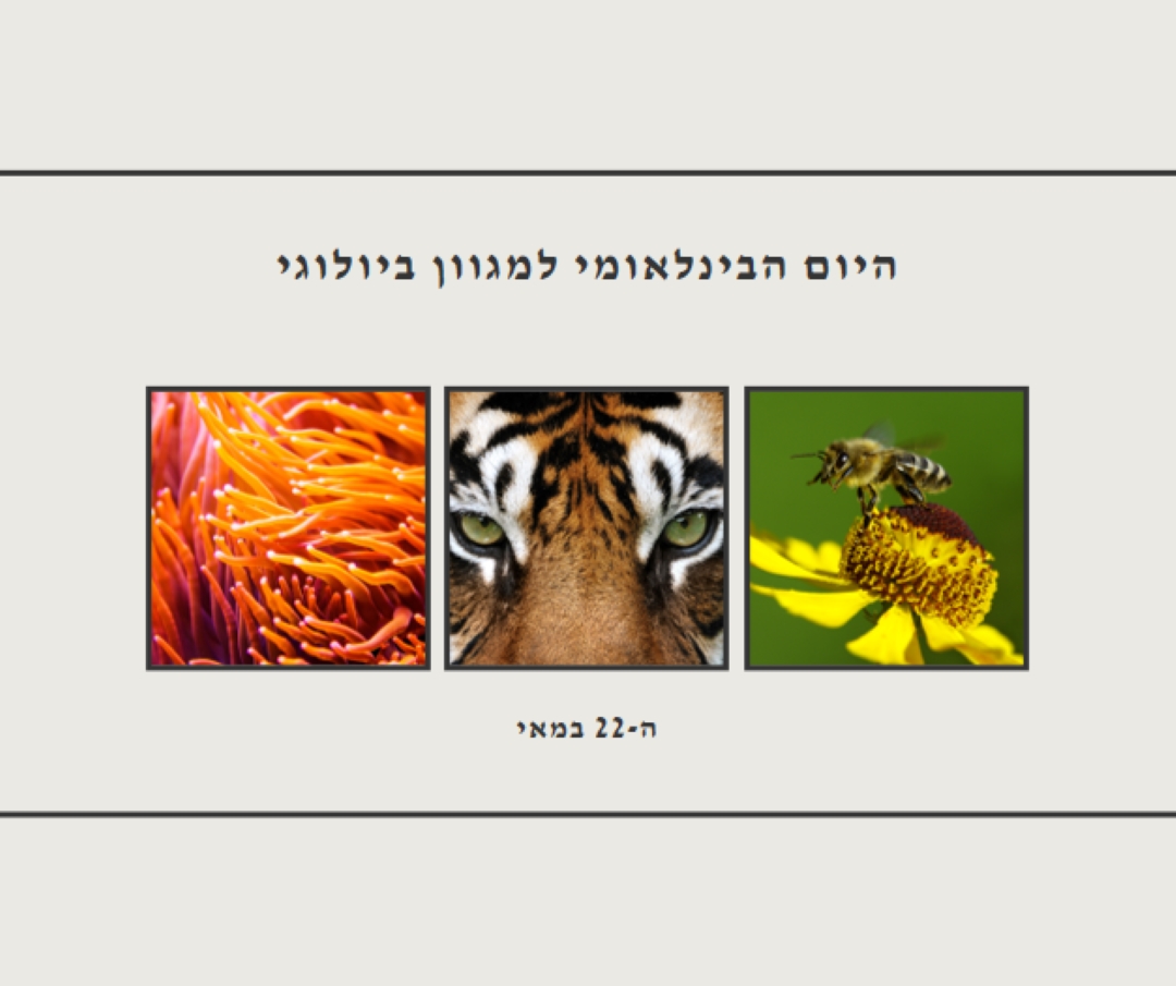 מהחיות את הטבע gray modern-simple
