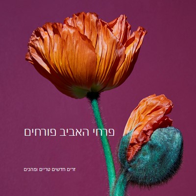 פרחים טריים purple modern-simple