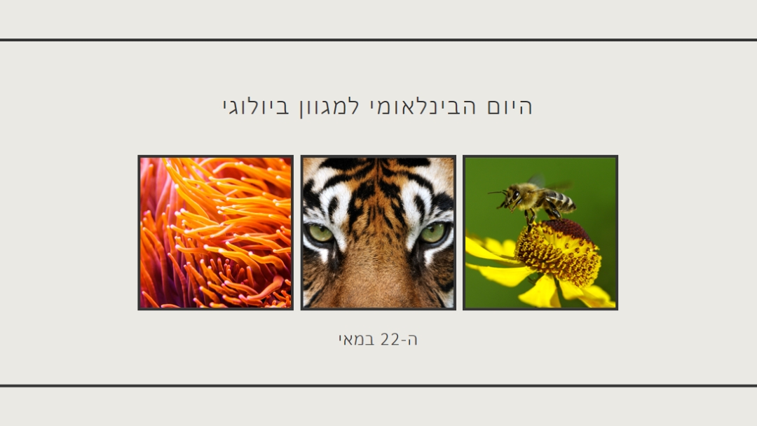מהחיות את הטבע gray modern-simple