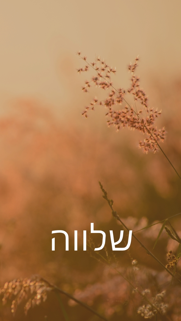 שדות שלווה brown modern,minimal,nature,quiet,soft,plants