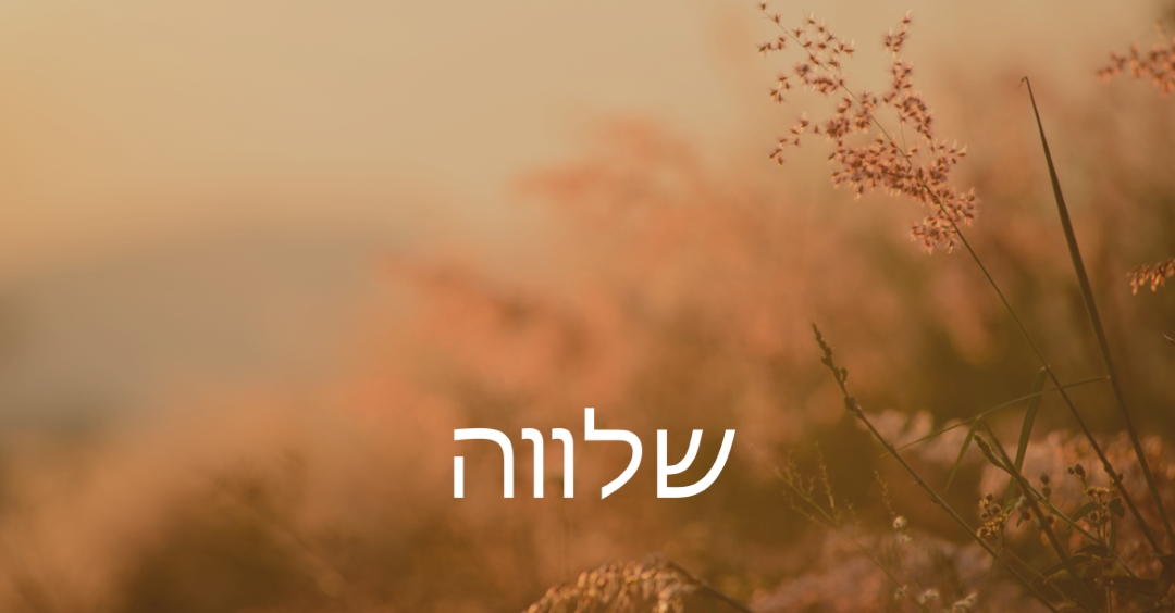 שדות שלווה brown modern,minimal,nature,quiet,soft,plants