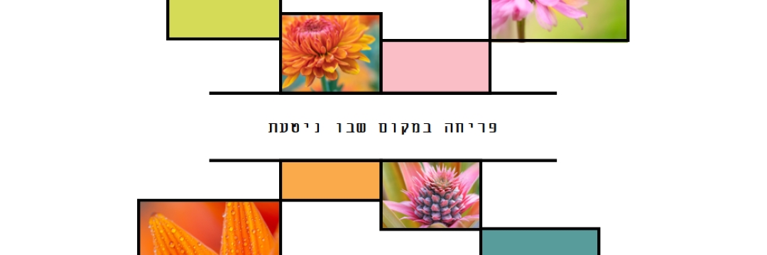 פריחה במקום שבו ניטעת white modern-geo-&-linear