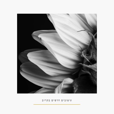 עלי כותרת חדים white modern-simple