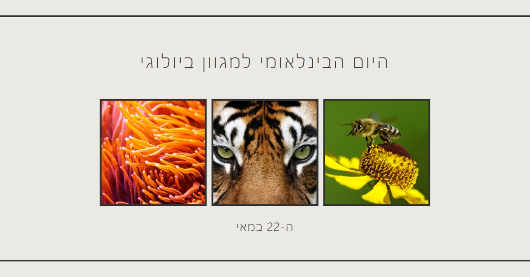 מהחיות את הטבע gray modern-simple