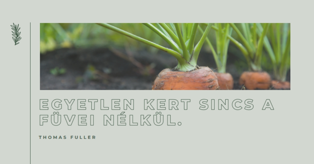 Mély gyökerek green modern-simple