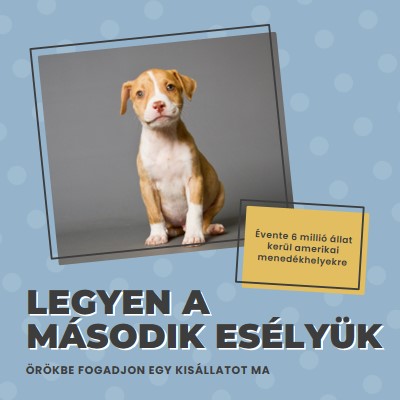 Második esélyű pup blue modern-bold