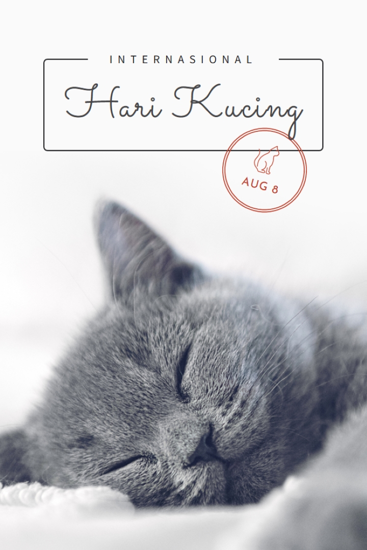 Tidur siang kucing gray modern-simple