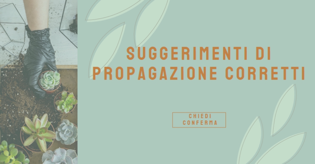 Semplicemente succulento green organic-simple