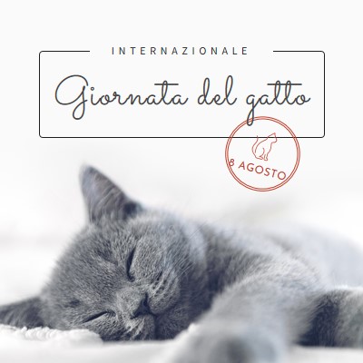 Gatto pisolino gray modern-simple