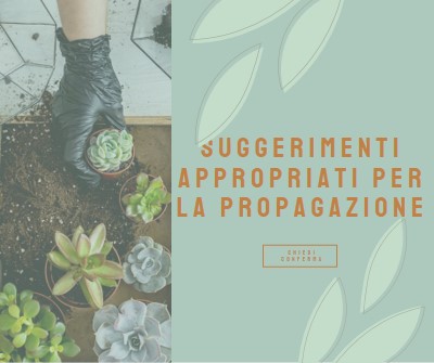 Semplicemente succulento green organic-simple