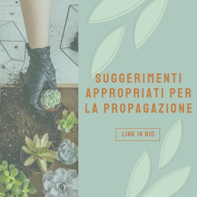 Semplicemente succulento green organic-simple