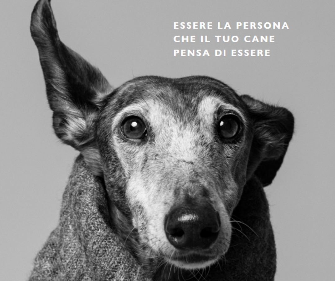 Cotta adolescenziale gray modern-simple