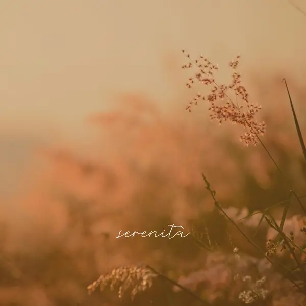 Campi di serenità brown modern,minimal,nature,quiet,soft,plants