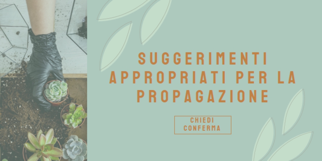Semplicemente succulento green organic-simple