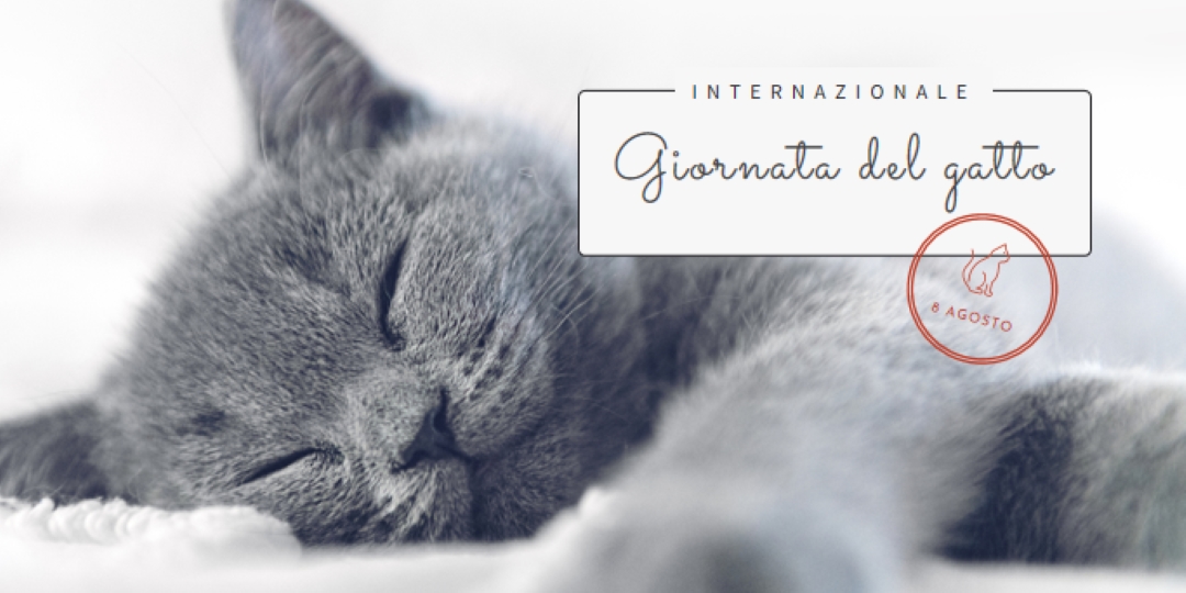Gatto pisolino gray modern-simple