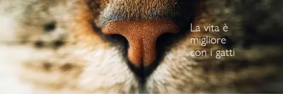 La vita è migliore con i gatti brown modern-simple
