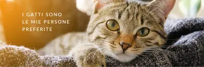 Gatto fantastico brown modern-simple