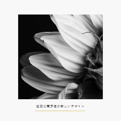 鮮明な花びら white modern-simple