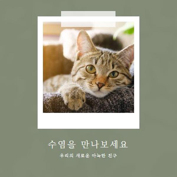 새로운 고양이를 만나보세요 green modern-simple