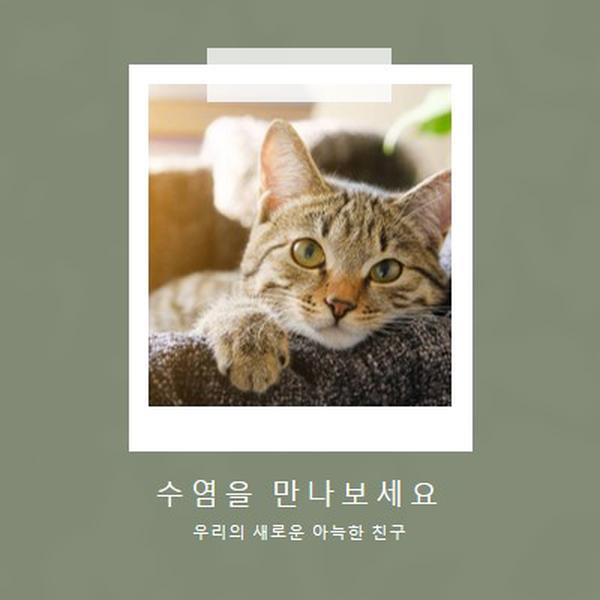 새로운 고양이를 만나보세요 green modern-simple