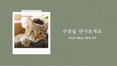 새로운 고양이를 만나보세요 green modern-simple