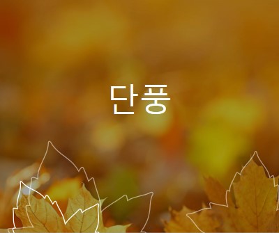 단풍 orange organic-simple