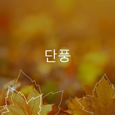 단풍 orange organic-simple