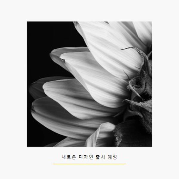 바삭한 꽃잎 white modern-simple