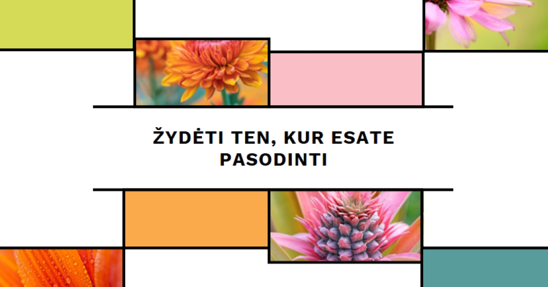 Žydėti ten, kur esate apsodintas white modern-geo-&-linear