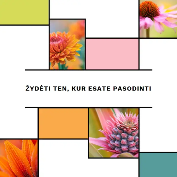 Žydėti ten, kur esate apsodintas white modern-geo-&-linear