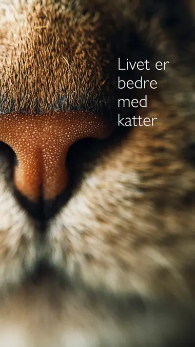 Livet er bedre med katter brown modern-simple