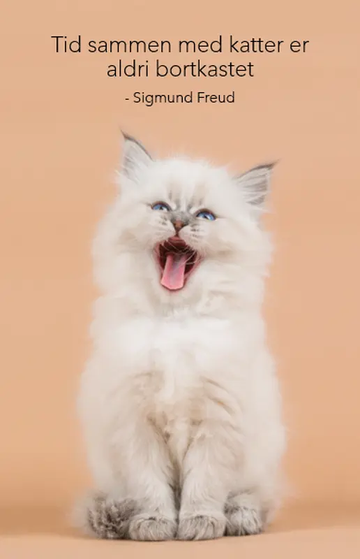 Katteplakat modern-simple