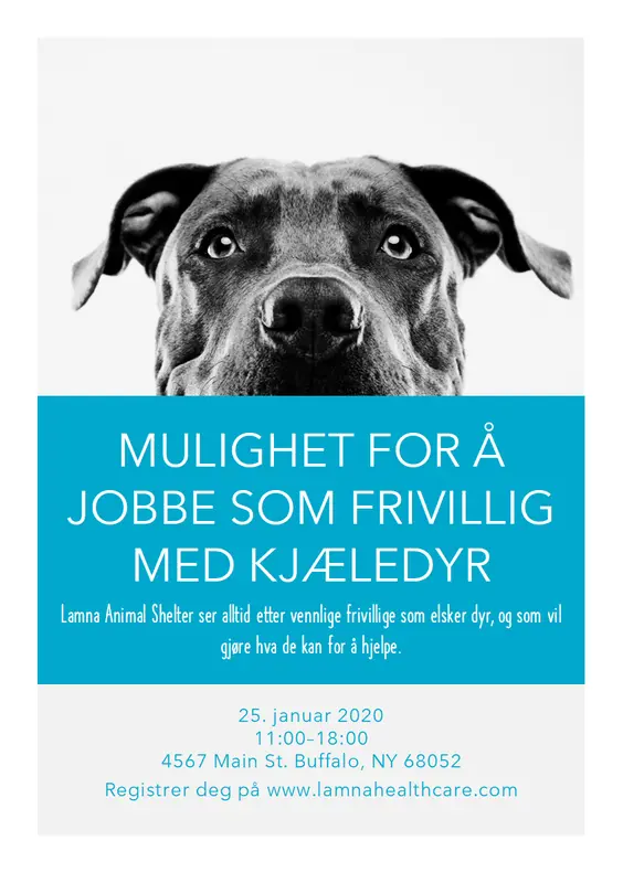 Flygeblad for å jobbe som frivillig med kjæledyr modern-simple