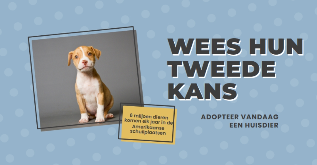 Tweede kans pup blue modern-bold