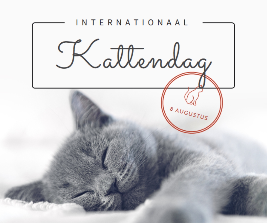 Kattendutje gray modern-simple