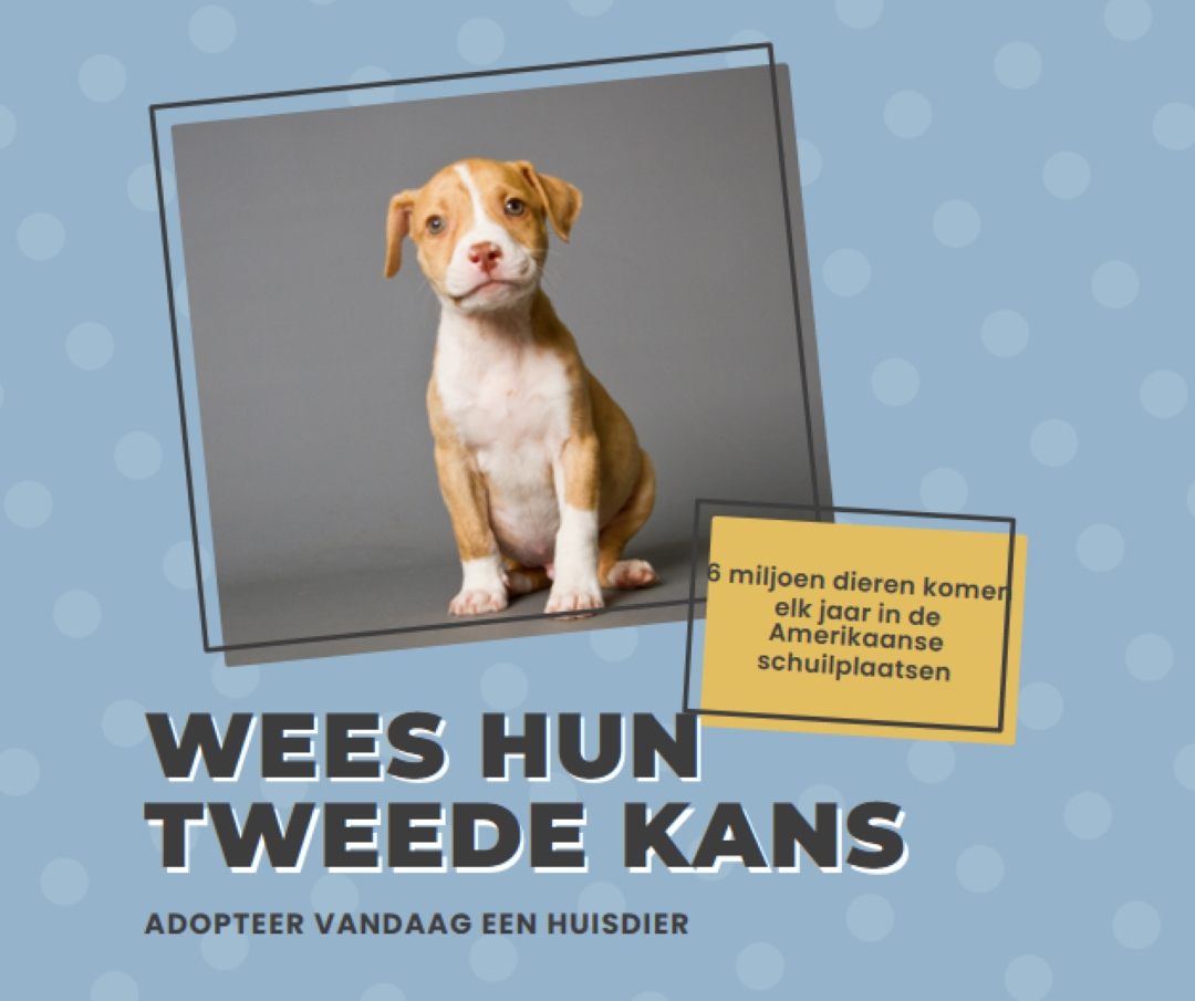 Tweede kans pup blue modern-bold