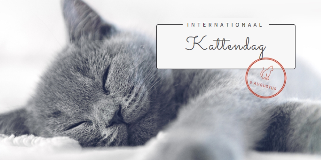 Kattendutje gray modern-simple